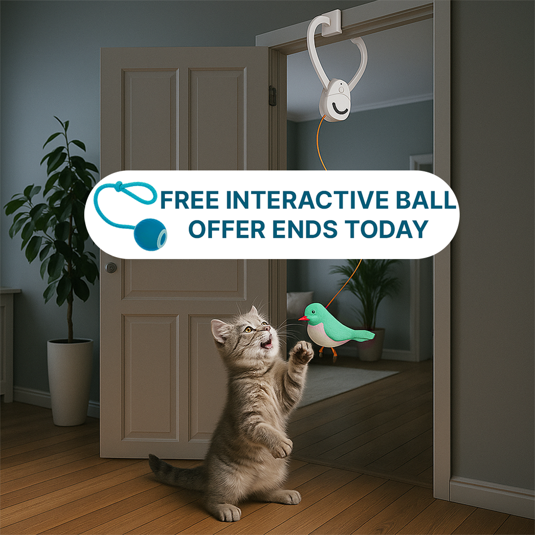 Solve Your Cat's Boredom in Seconds
